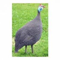 /album/fotos/angola-francesa-jpg/